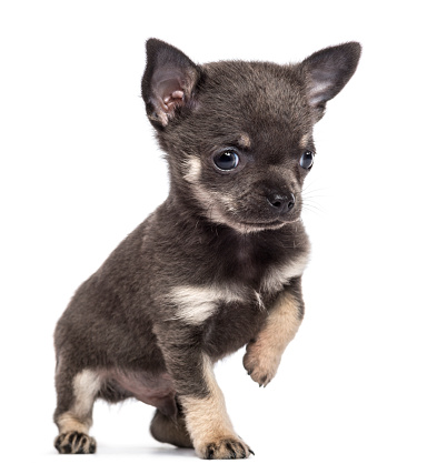 Chihuahua Puppy - ลูกสุนัขชิวาว่า (461383) 1 ชิวาวา