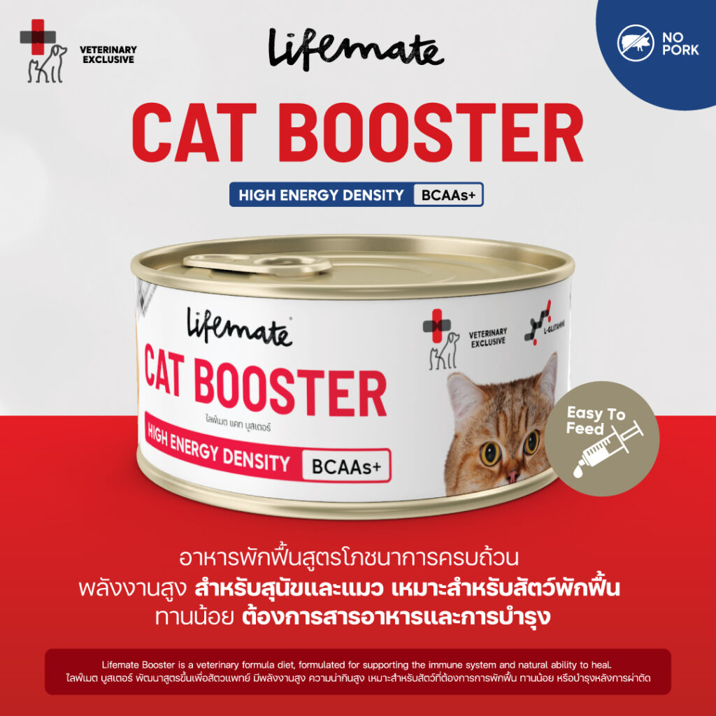 พบคำแนะนำในการเลือกกรงนกที่สมบูรณ์แบบ 9 อาหารแมวพักฟื้น 464092