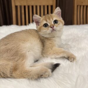 S__10182671 Baby British Shorthair WCF สี NY- ลูกแมวบริทิชช็อตแฮร์ ขนสี NY พร้อมใบ WCF (467980)