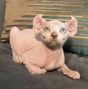 S__14098436 Sphynx