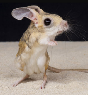 Screenshot from 2023-11-23 11-32-50 Jerboa Female - หนูเจอร์บัว (470092)