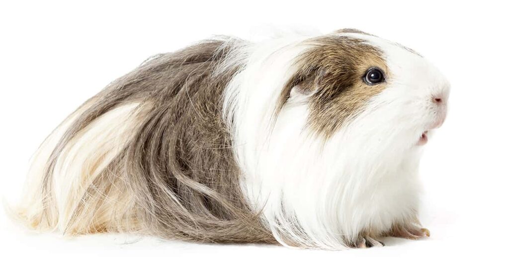 Silkie Guinea Pig