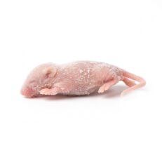 Frozen Mice - หนูไมส์แช่แข็ง SS (4-8g)(461732)