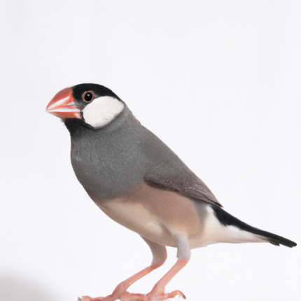 Java Sparrow Silver with a white background
