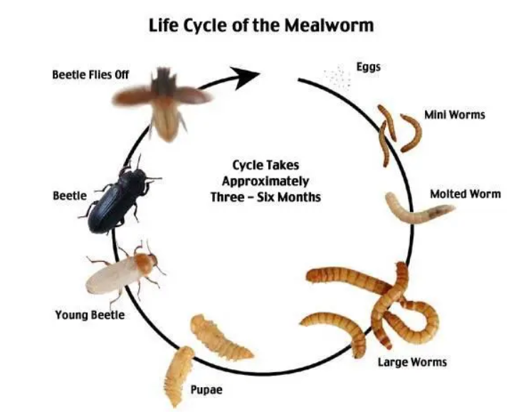 Mealworm life Cycle