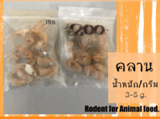 หนูไมส์คลานแช่แข็ง