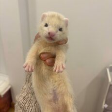 Baby Ferret Panda - เฟอเรทแพนด้า (394262)