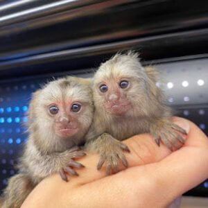 2 Marmoset