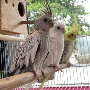 3 Cockatiel