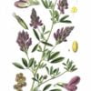 75_Medicago_sativa_L