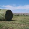 Alfalfa_round_bales