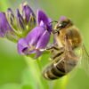 Apis_mellifera_-_Medicago_sativa_-_Valingu