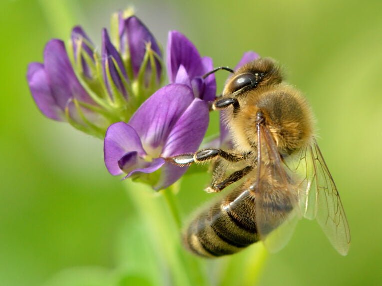 Apis_mellifera_-_Medicago_sativa_-_Valingu