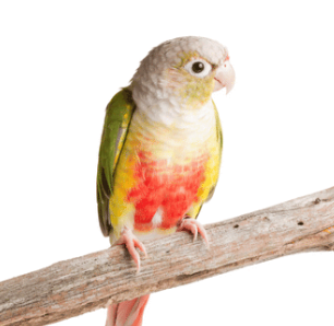 Green Cheek Pieapple Color - นกแก้วกรีนชีคคอนัวร์สีพายแอปเปิ้ล