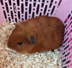 Guinea Pig California Red