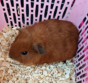 Guinea Pig California Red Guinea Pig California Red