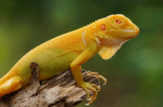 Albino Iguana - กิ้งก่าอิกัวน่า อัลบิโน่ (495509)