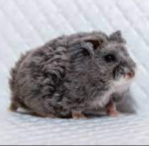 Curly Campbell Hamster - หนูแคมเบลขนหยิก