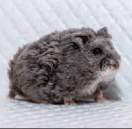 Curly Campbell Hamster - หนูแคมเบลขนหยิก