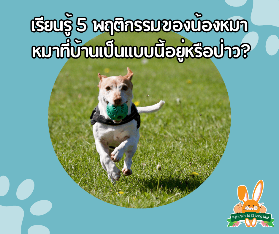 เรียนรู้ 5 พฤติกรรมของน้องหมา หมาที่บ้านเป็นแบบนี้หรือไม่? เช็กด่วน!!