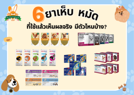 แนะนำ 6 ยาที่รักษาเห็บหมัดสุนัข แบบไหนดีกว่า!!