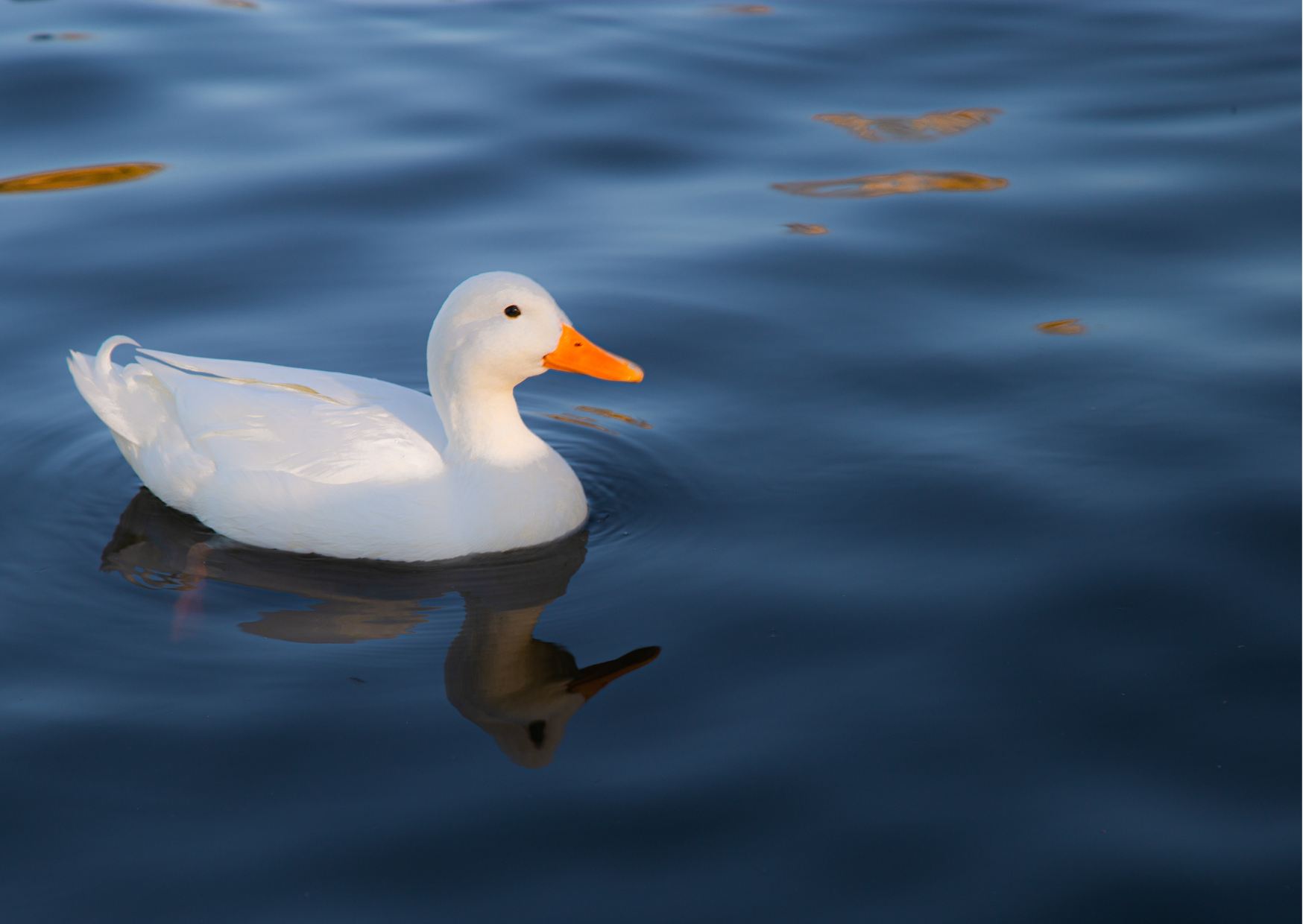 Ducks playing in the water