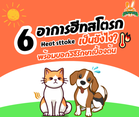 6 อาการสัตว์เลี้ยงเป็นฮีทสโตรก อาการเป็นยังไง? พร้อมบอกวิธีรักษาเบื้องต้น