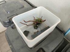 Japanese Turtle - เต่าน้ำญี่ปุ่น พร้อมกล่องและของแต่ง (525232)