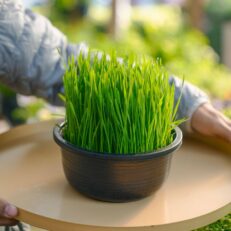 Wheat Grass - ต้นอ่อนข้าวสาลีพร้อมกระถ่างสีดำ (525260)