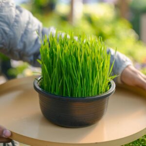Wheat Grass - ต้นอ่อนข้าวสาลีพร้อมกระถ่างสีดำ (525260)