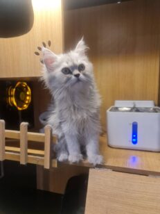 Baby Scottish Fold - ลูกแมวสก๊อตทิช โฟลด์ (เสี้ยวเมนคูน) (543281)