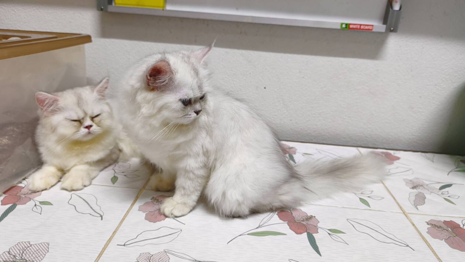 พบคำแนะนำในการเลือกกรงนกที่สมบูรณ์แบบ 9 Baby Chinchilla-ลูกแมวเปอร์เซียชินชิล่า (541032)