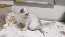 Baby Chinchilla-ลูกแมวเปอร์เซียชินชิล่า (541032)