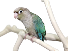 นกแก้วกรีนชีค Green Cheek Cinnamon