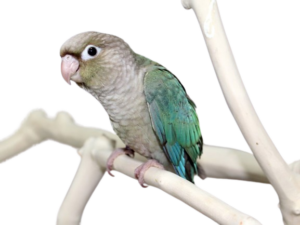 นกแก้วกรีนชีค Green Cheek Cinnamon นกแก้วกรีนชีค Green Cheek Cinnamon