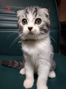 Baby Scottish Fold - ลูกแมวสก๊อตทิช โฟลด์ (เสี้ยวบริติช) (543281)