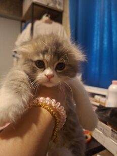 Baby Scottish Fold- ลูกแมวสก็อตติชโฟลด์ หูพับ (543281)