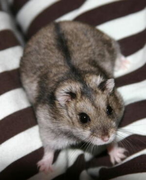แคมเบล 361 Campbell Hamster - หนูแคมเบล