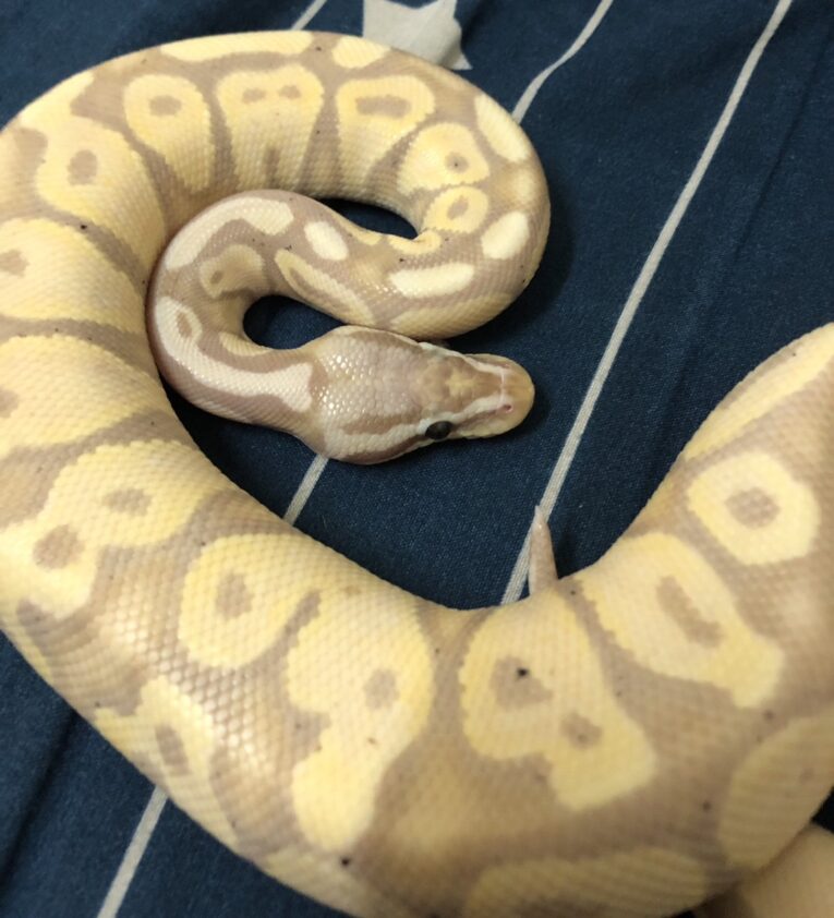 Ball Python Banana Pastel