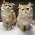 Baby Persian - ลูกแมวเปอร์เซีย สีส้ม