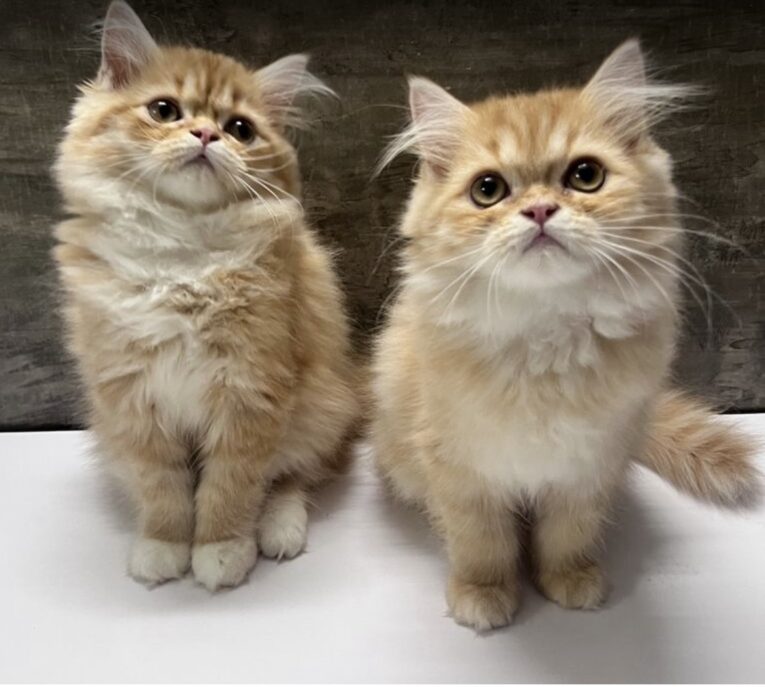 Baby Persian - ลูกแมวเปอร์เซีย สีส้ม