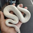 Ball Python Ivory Male - งูบอลไพธอน สีขาวงาช้าง เพศผู้ (536918)
