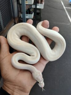 Ball Python Ivory Male - งูบอลไพธอน สีขาวงาช้าง เพศผู้ (536918)
