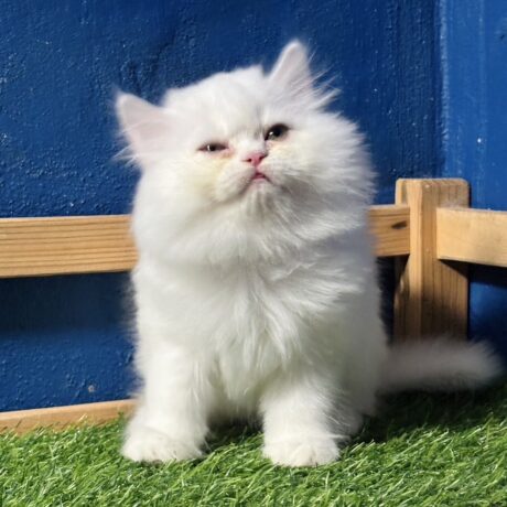 SOOS Baby Persian - ลูกแมวเปอร์เซีย (542084)