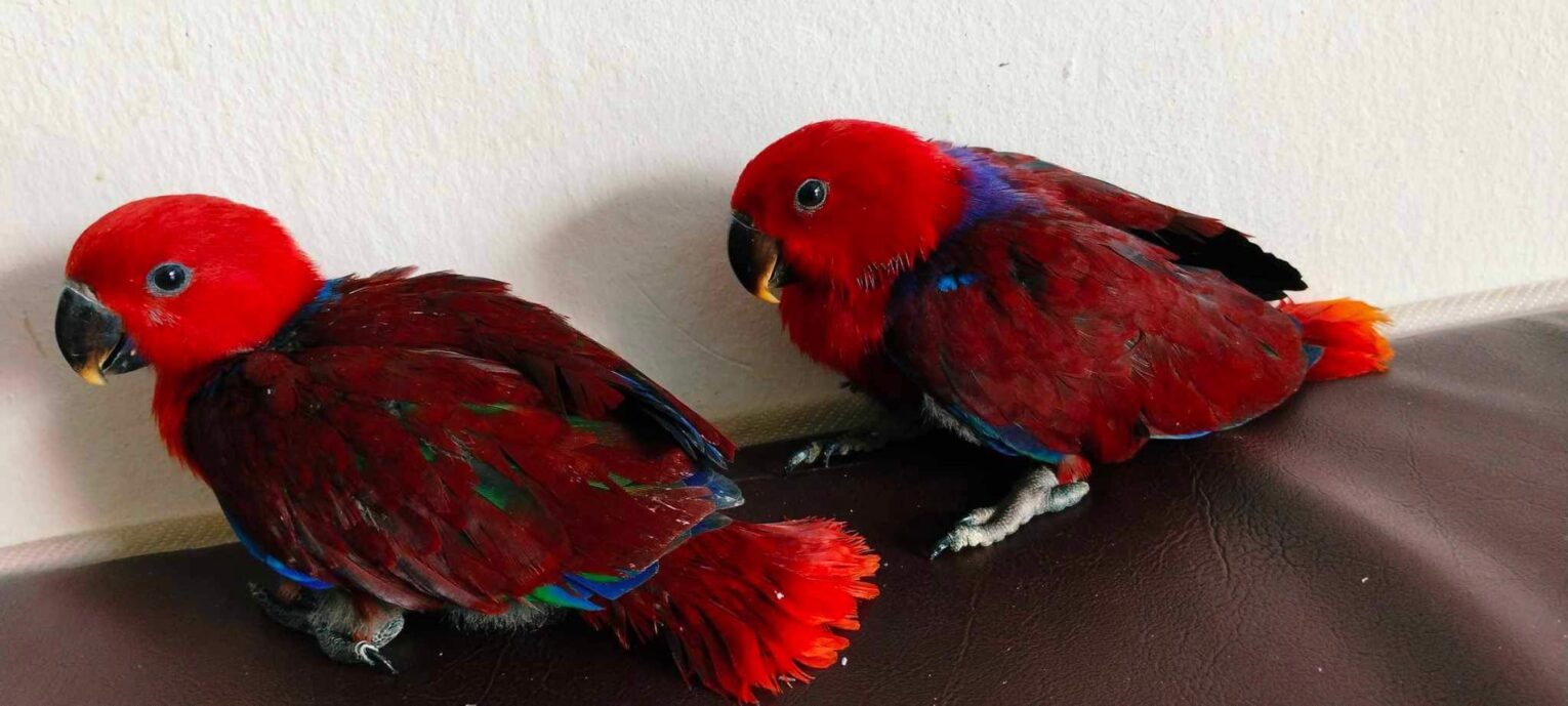 Baby Eclectus Female - นกลูกป้อนอิเล็คตัส เพศเมีย (540337)
