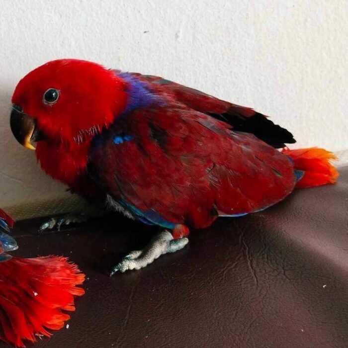 Baby Eclectus Female - นกลูกป้อนอิเล็คตัส เพศเมีย (540337)