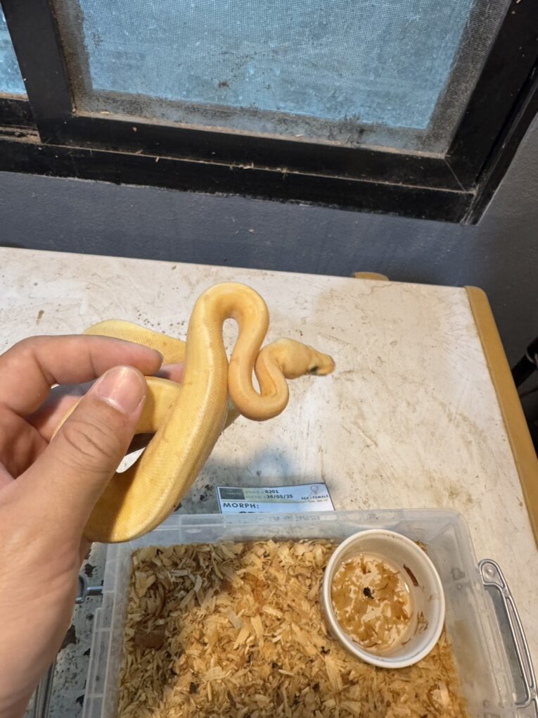 Ball Python Banana pin