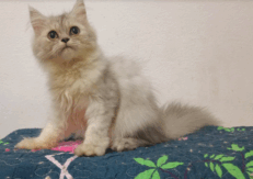 Baby Scottish Fold - ลูกแมวสก๊อตทิช โฟลด์ (เสี้ยวเมนคูน) (543281)