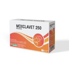 Moxclavet 250mg Antibiotics (7 Tablets) - ยาปฏิชีวนะสำหรับรักษาโรคติดเชื้อแบคทีเรียที่ผิวหนังและเนื้อเยื่ออ่อน แบบเม็ด ขนาด 250 มิลลกรัม (1แผง-7เม็ด) (556738)