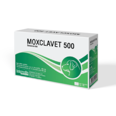 Moxclavet 500mg Antibiotics (7 Tablets) - ยาปฏิชีวนะสำหรับรักษาโรคติดเชื้อแบคทีเรียที่ผิวหนังและเนื้อเยื่ออ่อน แบบเม็ด ขนาด 500 มิลลกรัม (1แผง-7เม็ด) (556742)